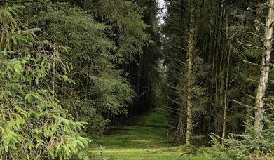 Image of a green path through trees at Davagh