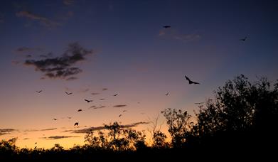 Bat Walk