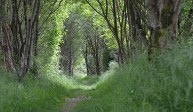 Forest bathing at An Carn 