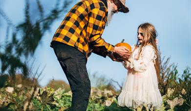 Pumpkin picking