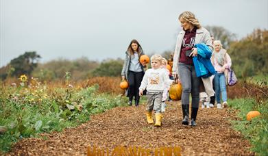 Hallowee'uns: People walking through a field, carrying their handpicked pumpkins