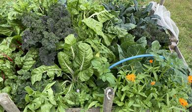 Box of homegrown vegetables and flowers