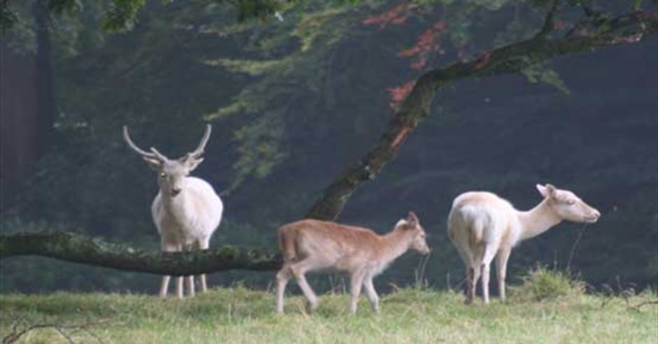 Parkanaur Forest Park - Nature and Wildlife in Dungannon, Dungannon ...