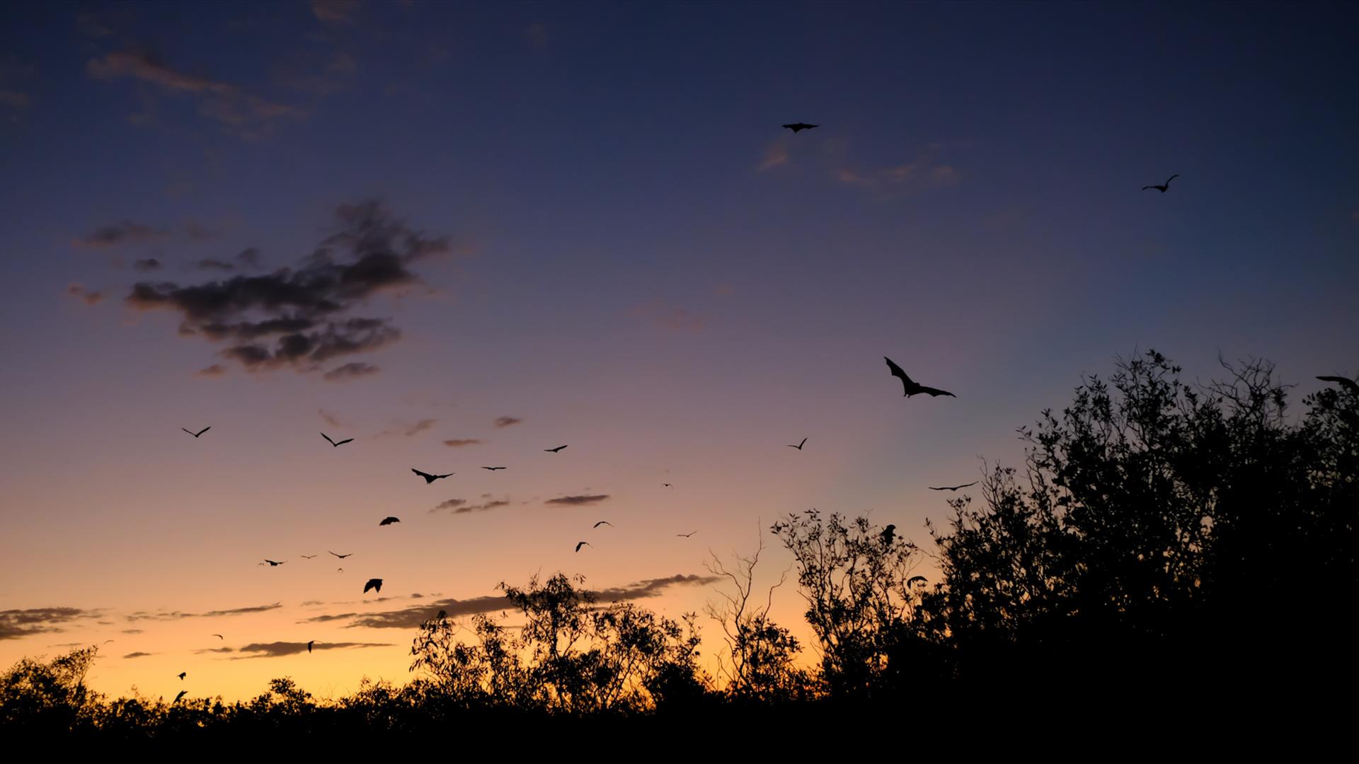Bat Walk