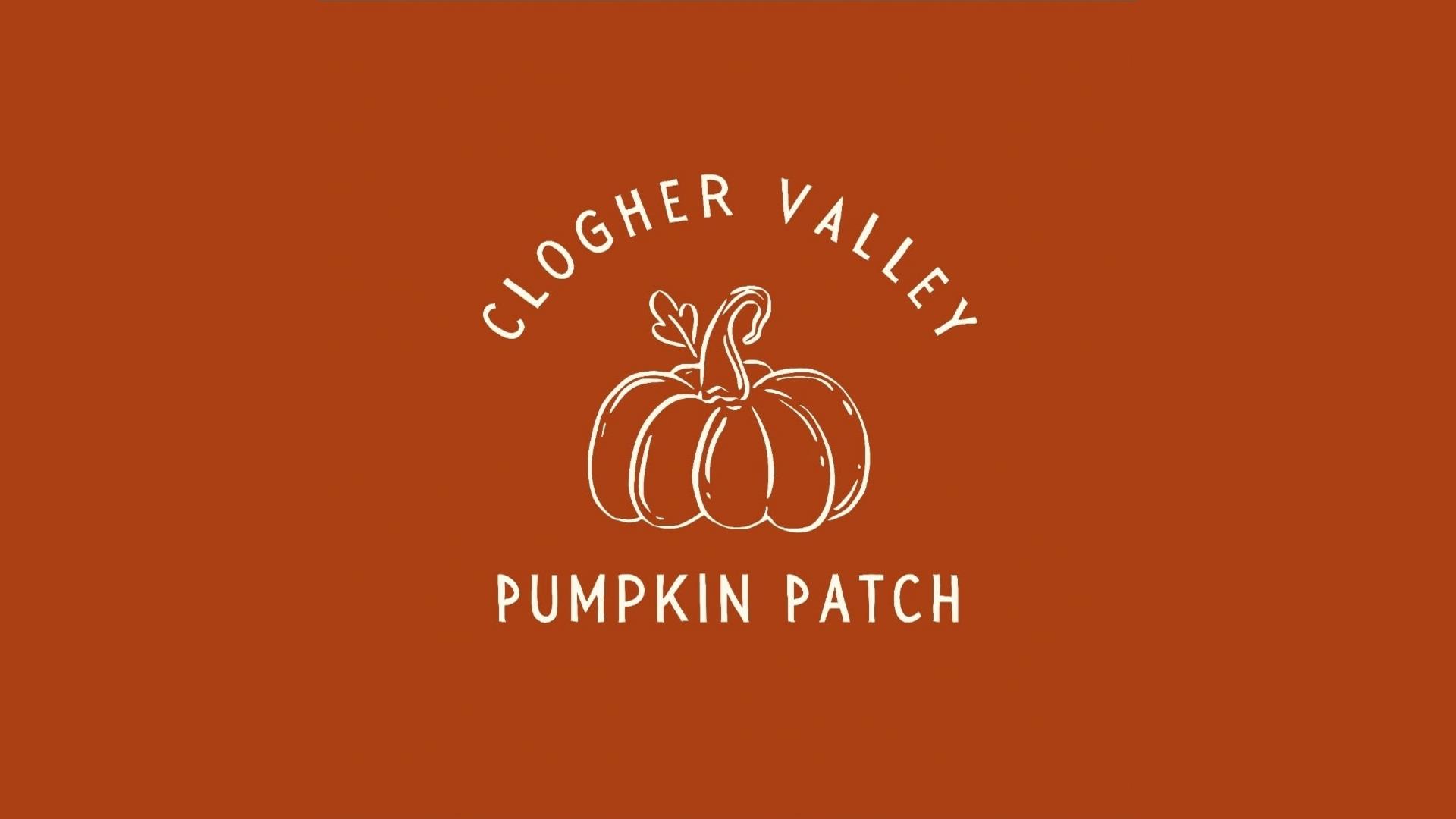Clogher Valley Pumpkin Patch pick your own home grown pumpkins