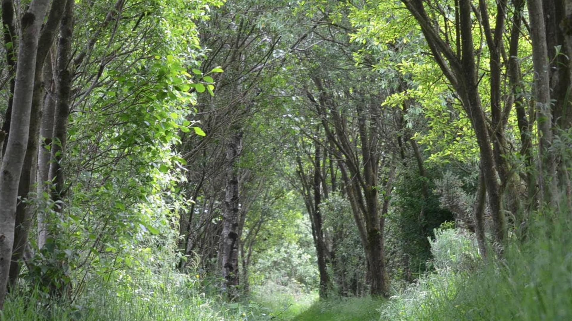 Forest bathing at An Carn