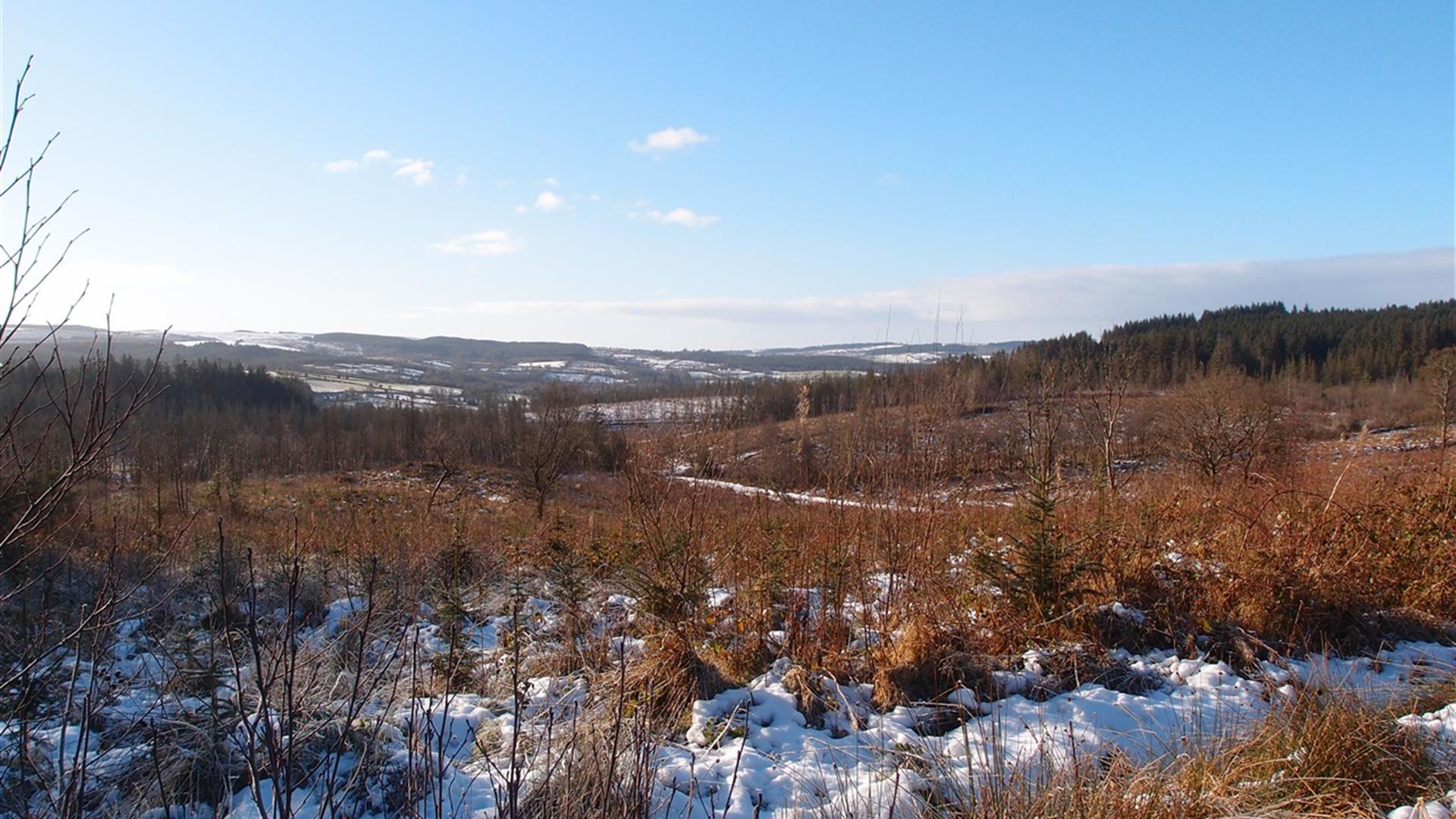 Crocknagrally Forest