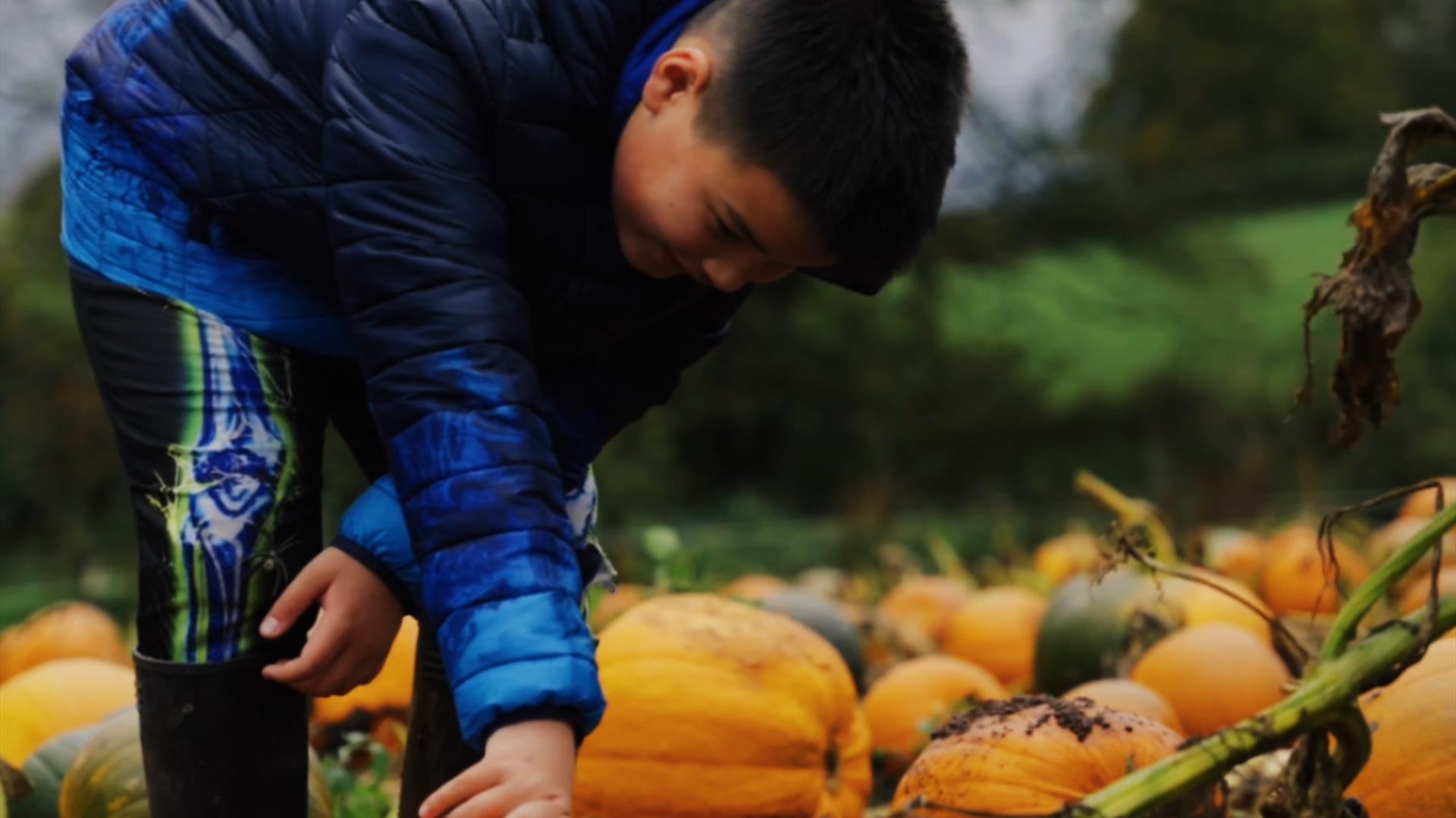 Boy Pumpking Picking