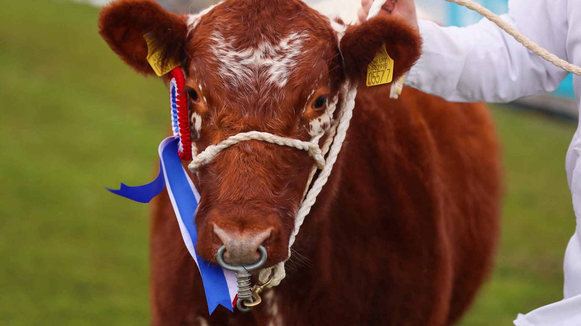 Clogher Valley Show