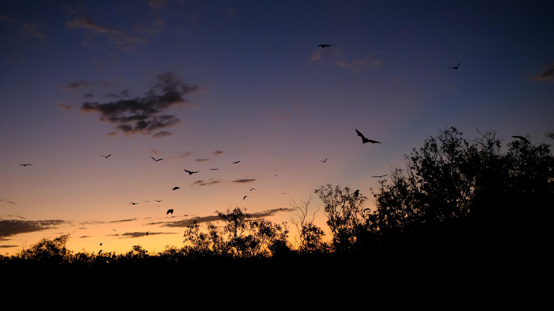 Image of bats flying at night past trees