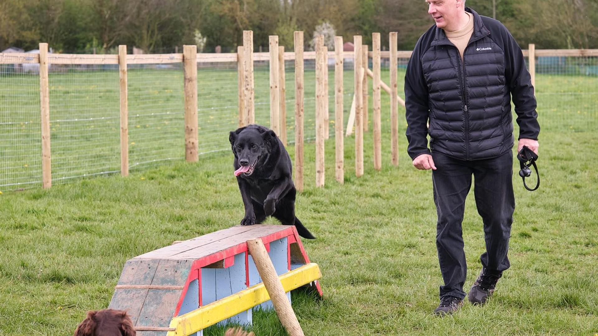 Two dogs using the equipment in the dog park with a man looking on