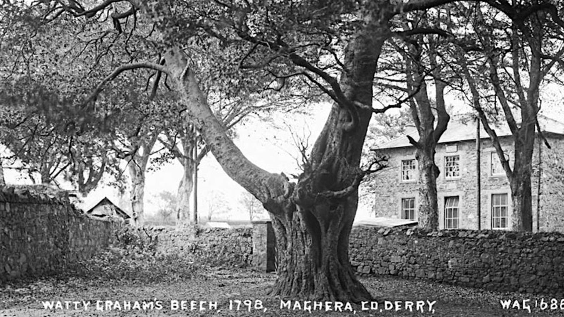 Black and white image of Watty Graham's Beech tree