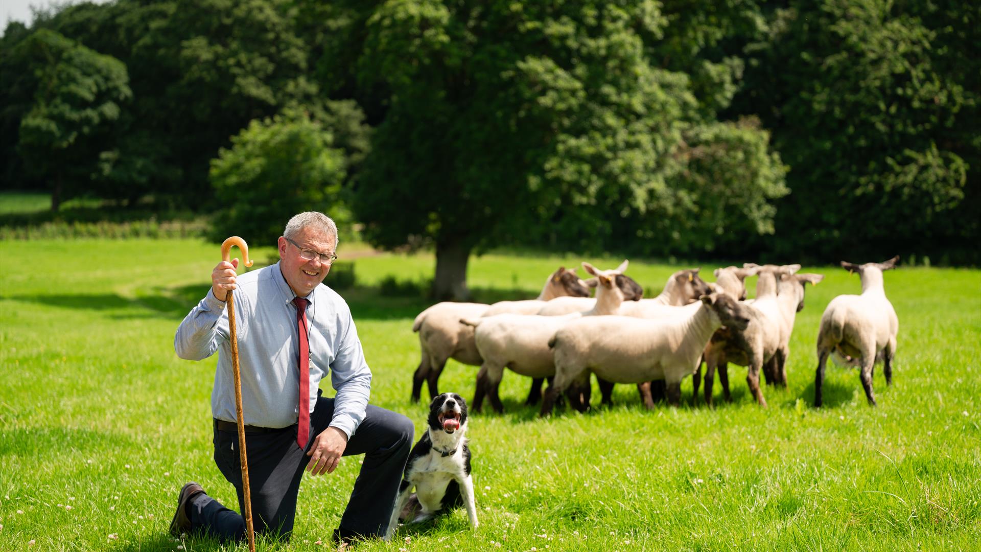 Man kneeling on grass with collie sheepdog beside him and flock of sheep behind him.
