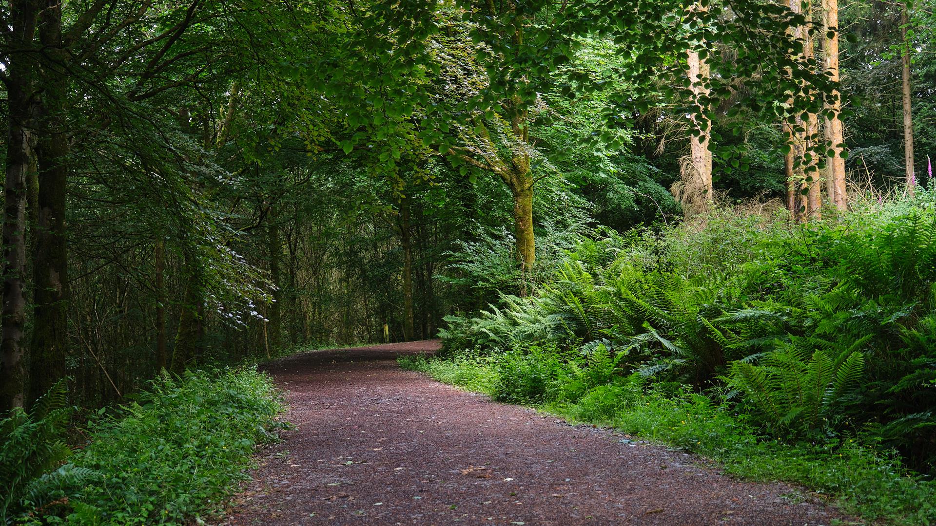 Iniscarn Forest