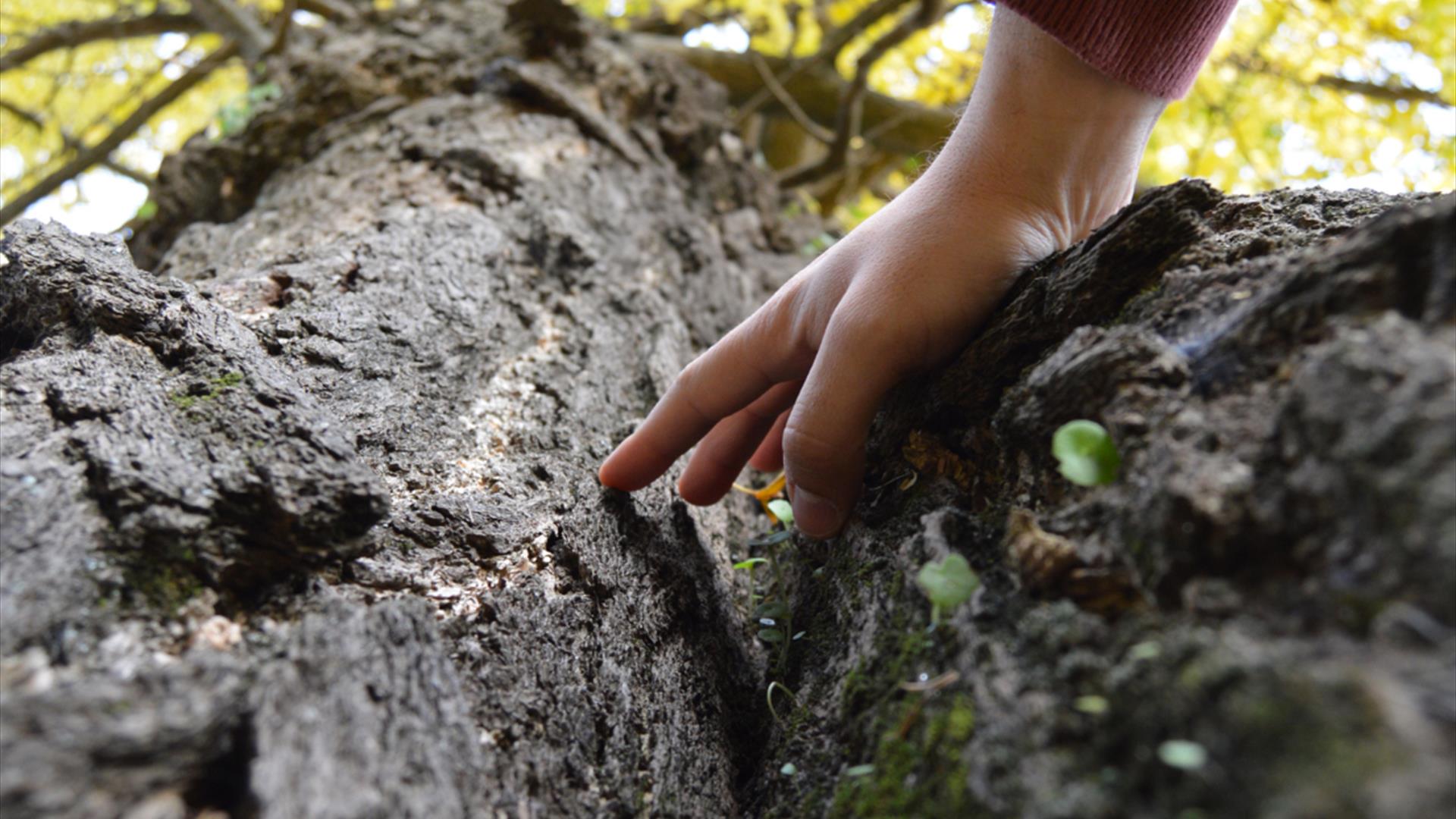 Drumnaph Nature Reserve Tree Therapy