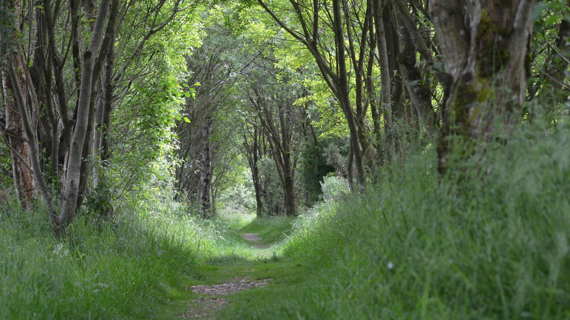 Narrow gravel path through a tunnel of trees in the forest with sunlight forming a circle at the end.