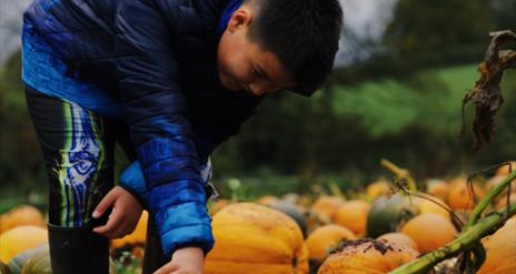 Boy Pumpking Picking