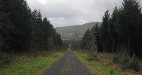 Moydamlaght Forest - Medium Trail