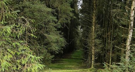 Image of a green path through trees at Davagh