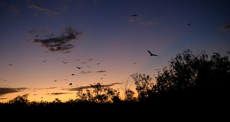 Image of bats flying in the sky at dusk