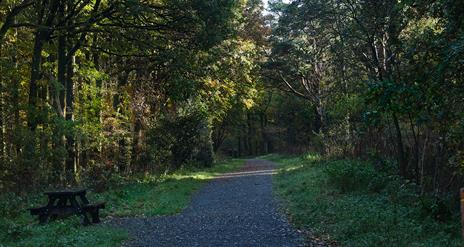 Derrynoyd Wood Trail