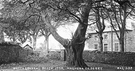 Black and white image of Watty Graham's Beech tree