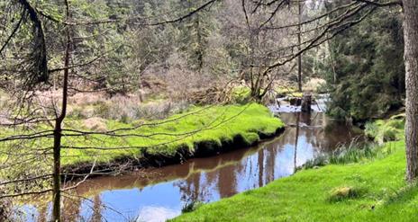 River running through landscape with grass and trees