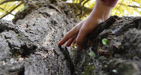 Drumnaph Nature Reserve Tree Therapy
