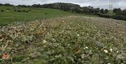 Image of large field with a pumpkin patch