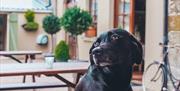 Black dog outside apartments at picnic tables