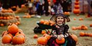 Pumpkin Patch Ark Farm