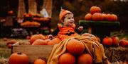 Baby Pumpkin