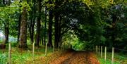 Autumnal trees make a beautiful alcove on a country lane at Blessingbourne