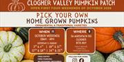 Clogher Valley Pumpkin Patch pick your own home grown pumpkins
