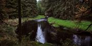 A river running through Davagh Forest