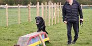 Two dogs using the equipment in the dog park with a man looking on