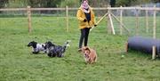 A woman with three dogs in the dog park