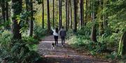 A couple and a dog walking on a gravel pathway through the forest