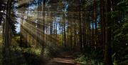 image of the sun coming through the trees onto a path