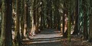 Image of a gravel path lined with trees