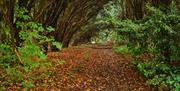 Image of a forest path, covered in orange leaves