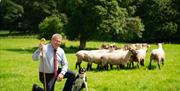 Man kneeling on grass with collie sheepdog beside him and flock of sheep behind him.