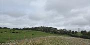 Image of large field with a pumpkin patch