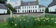 The front of Springhill House with daffodils