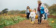 Hallowee'uns: People walking through a field, carrying their handpicked pumpkins