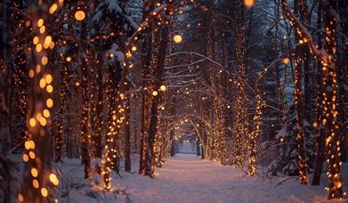 Wintery image with snow and festive lights on surrounding trees on a lane