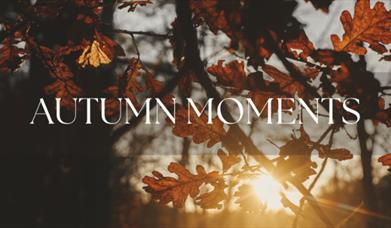 Autumn Moments
