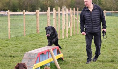 Two dogs using the equipment in the dog park with a man looking on