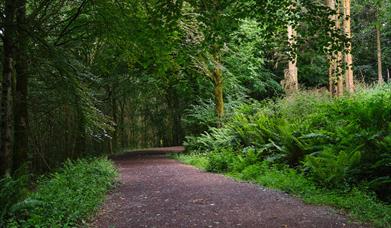 Iniscarn Forest