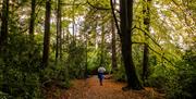 A visitor enjoys a stroll through the woodlands at Blessingbourne Estate